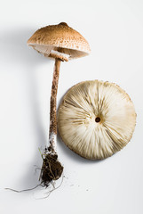 parasol mushroom on the White background. (Macrolepiota procera or Lepiota procera)