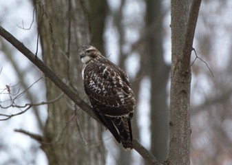 Red Tail Hawk
