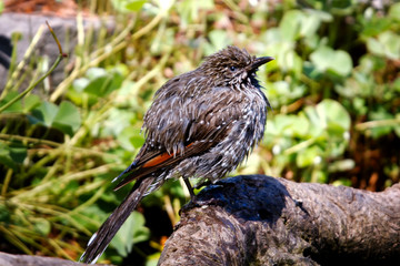 Little Wattle Bird