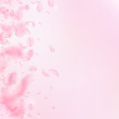Sakura petals falling down. Romantic pink flowers 