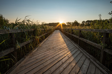 Landscape shot of a wooden bridge over a reed field at sunrise