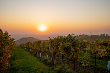 The early morning sun is glowing over a vineyard on the Kahlenberg near Vienna