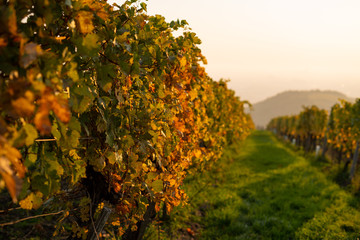 A vineyard in the morning sun on the Kahlenberg near Vienna