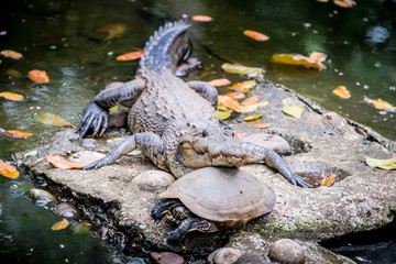cocodrilo y tortuga en pantano tomando el sol