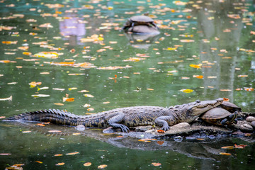 cocodrilo y tortuga en pantano tomando el sol