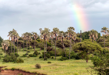 Acacias in Kenya on a cloudy day