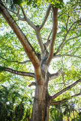 árbol con follaje verde y grandes ramas a contra luz