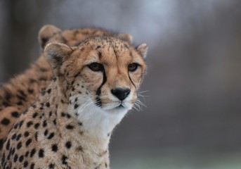 Cheetah at zoo