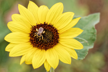 Mountain Wild Sunflower