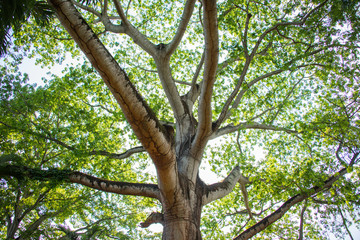 árbol con follaje verde y grandes ramas a contra luz