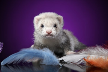 Baby Ferret portrait in colored feathers