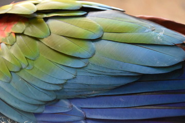 ara zielonoskrzydła