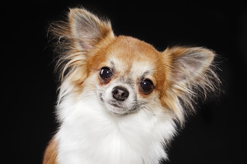 Chihuahua dog portrait