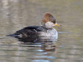 Female Hooded Merganser Swimming in Fall