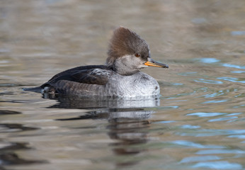 Female Hooded Merganser Swimming in Fall