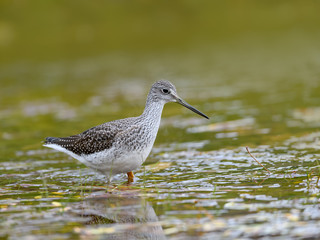 Lesser Yellowlegs Foraging in Fall