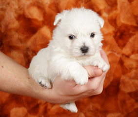 West highland white terrier puppy in hand