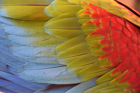 ara zielonoskrzydła
