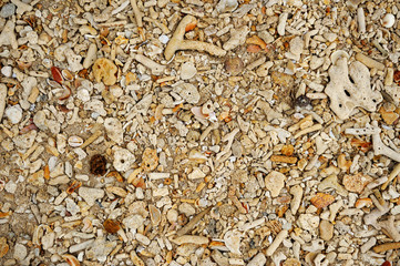 Natural background carpet made of dead coral and seashells from Pacific ocean.