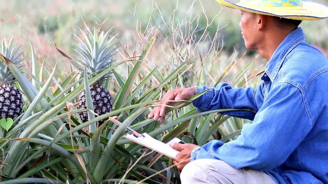 Smart farmer to check the quality of pineapple in the plantation