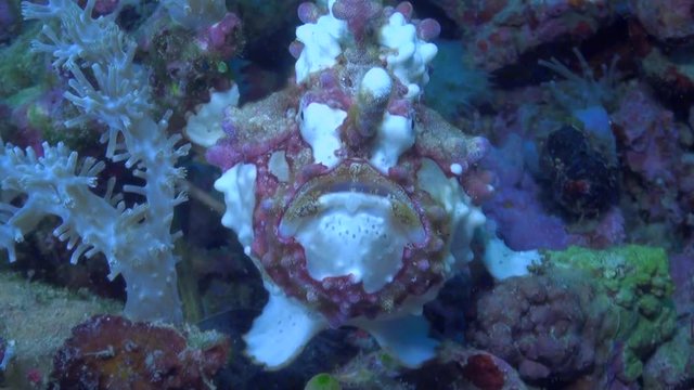  White and Red Warty Frogfish / Clown Anglerfish (Antennarius maculatus) Yawning