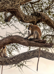 Baboons sitting in the forest of Kenya