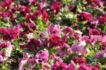 Garden pansy (Viola wittrockiana)