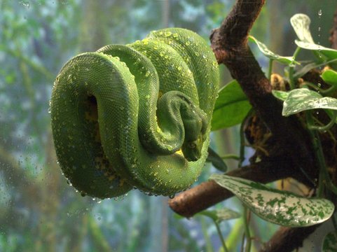 Emerald Tree boa