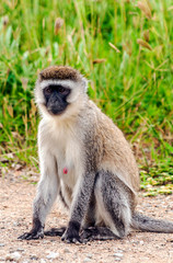 Baboons sitting in the forest of Kenya