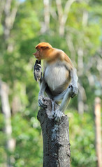 Proboscis Monkey in the Rain Forest, Borneo, Malaysia