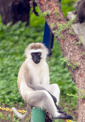 Baboons sitting in the forest of Kenya