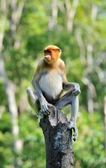 Proboscis Monkey in the Rain Forest, Borneo, Malaysia