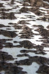 Surface of bark of poplar tree