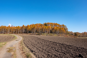Country farm road in japan