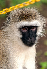 Baboons sitting in the forest of Kenya