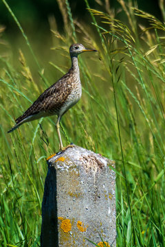 Upland Sandpiper