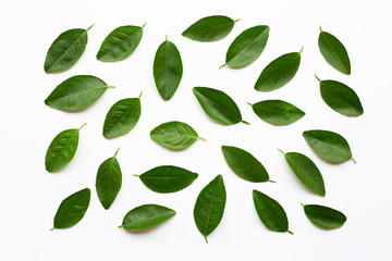 Naklejka premium Green lime leaves on white background.