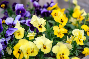 garden pansy flowers (Viola tricolor var. hortensis)