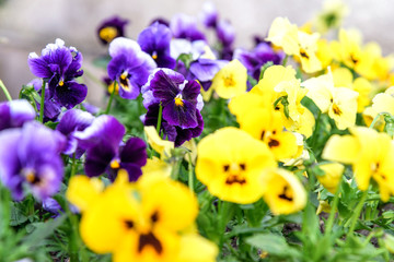 Fleurs de pensée de jardin (Viola tricolor var. hortensis)