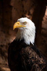 portrait of an american bald eagle