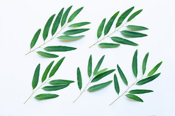 Eucalyptus leaves on white background.