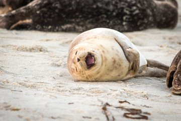 Fototapeta premium Cute Sea Lion