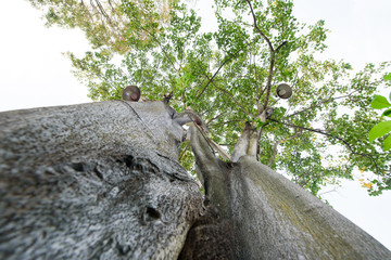 landscape, tree forest sky, big tree 