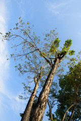 landscape, tree forest sky, big tree 