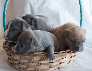 puppy pitbull