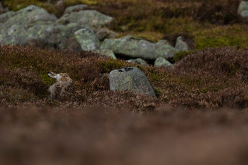 mountain hare sitting with thick heather in partial winter white coat against snowless slopes, cairngorms NP, scotland.