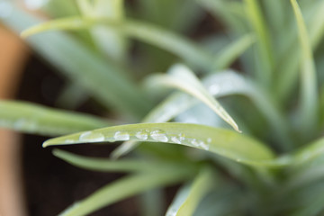 Close up of Dew on Blades of Grass