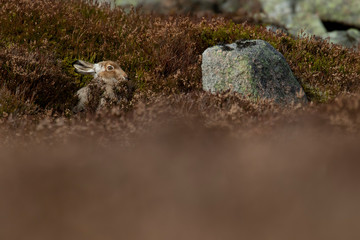mountain hare sitting with thick heather in partial winter white coat against snowless slopes, cairngorms NP, scotland.