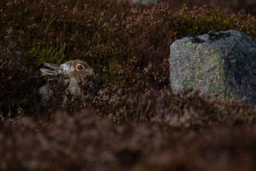 mountain hare sitting with thick heather in partial winter white coat against snowless slopes, cairngorms NP, scotland.