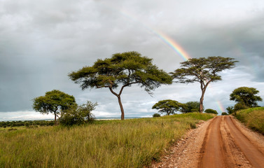 Acacias in Kenya on a cloudy day